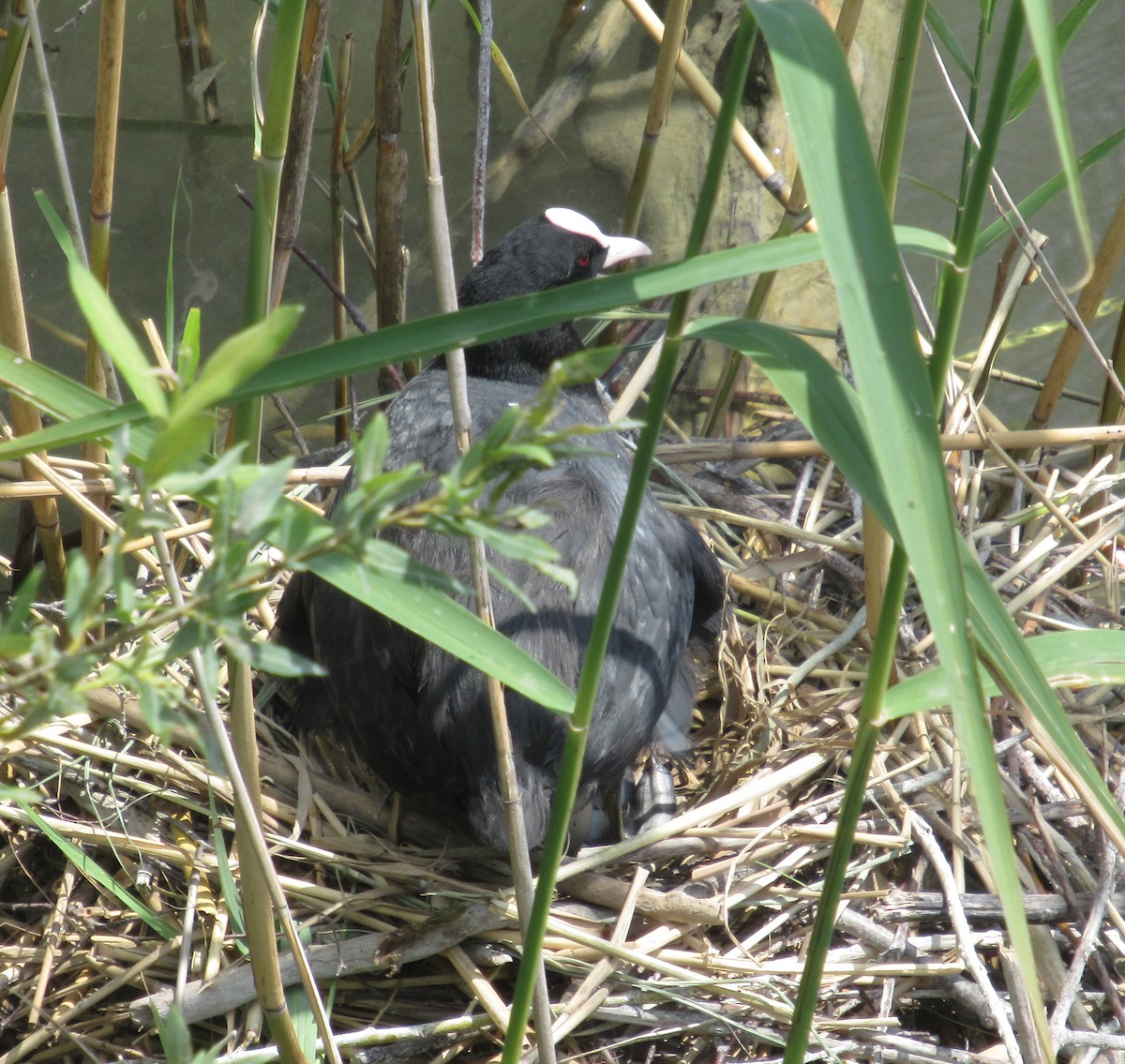 Eurasian Coot - ML638548460