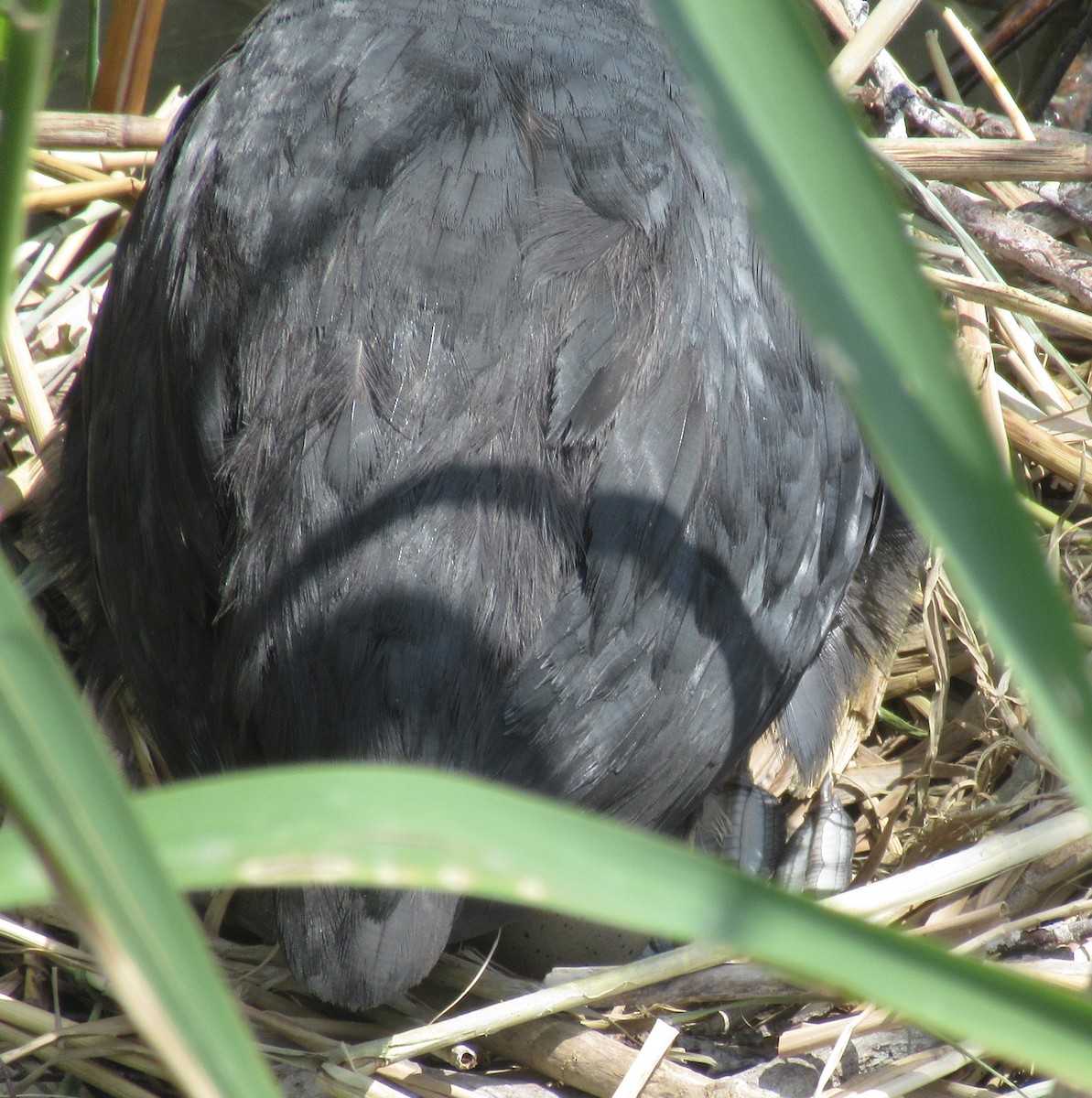Eurasian Coot - ML638548461