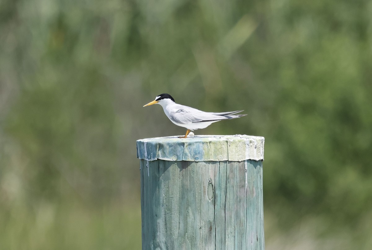 Least Tern - ML638548498