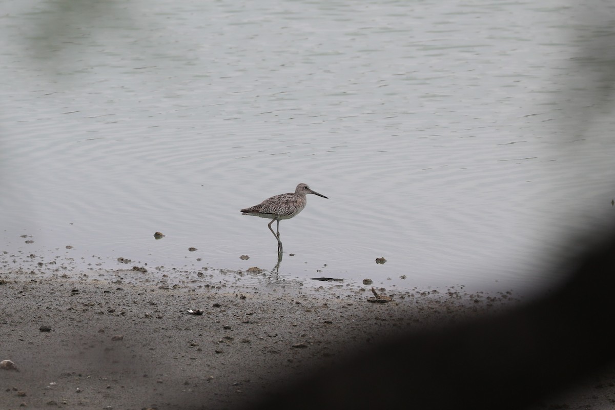 Willet - ML638548499