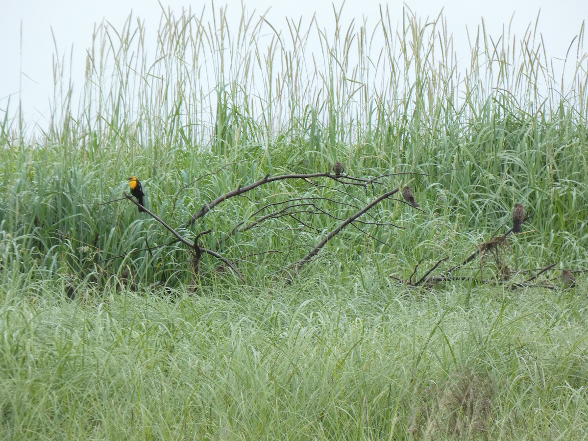 Yellow-headed Blackbird - ML638548508