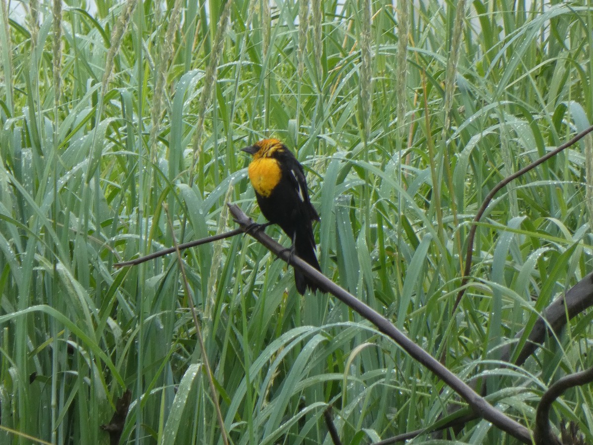 Yellow-headed Blackbird - ML638548509