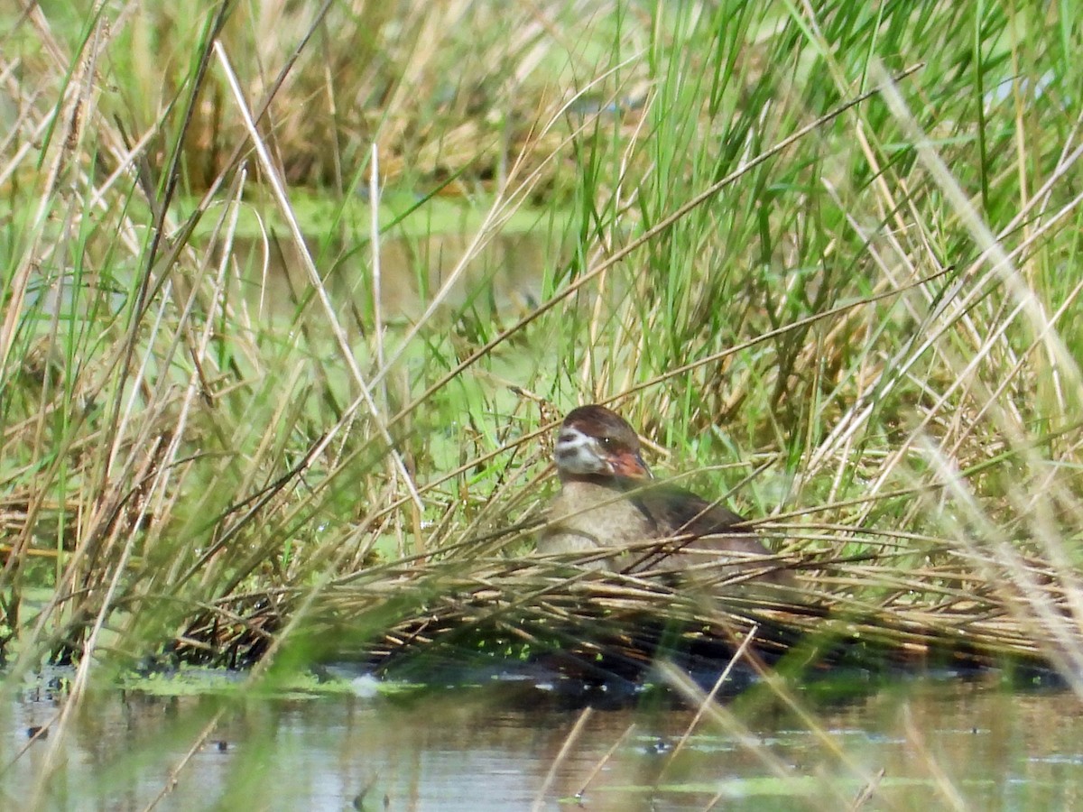Pied-billed Grebe - ML638548512