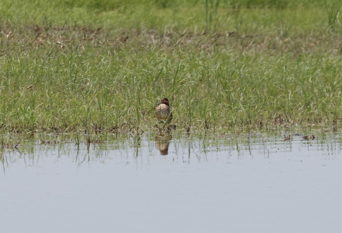 Green-winged Teal (American) - ML638548518