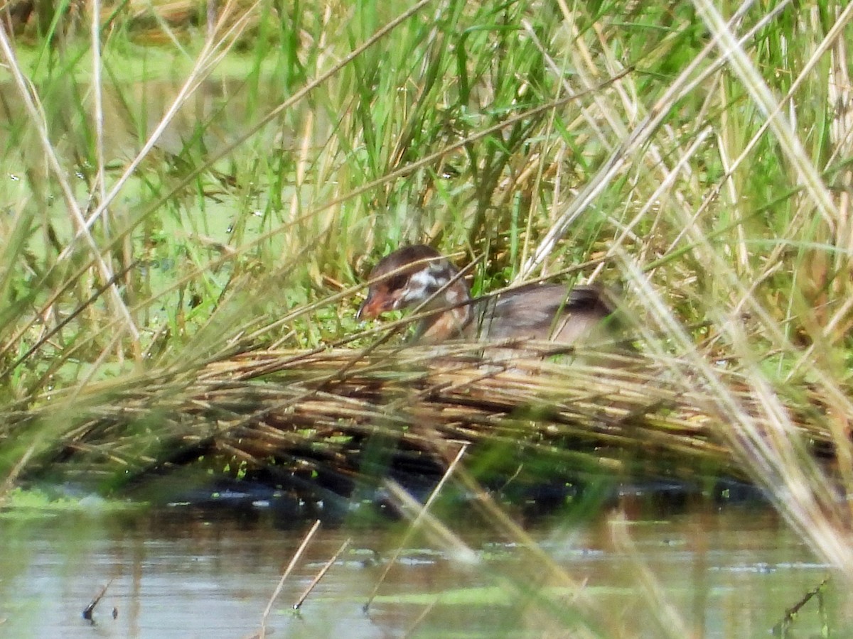 Pied-billed Grebe - ML638548530