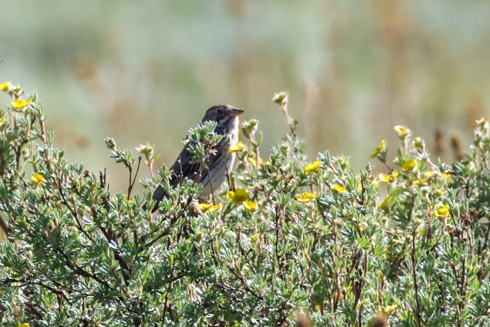 Vesper Sparrow - ML638548541