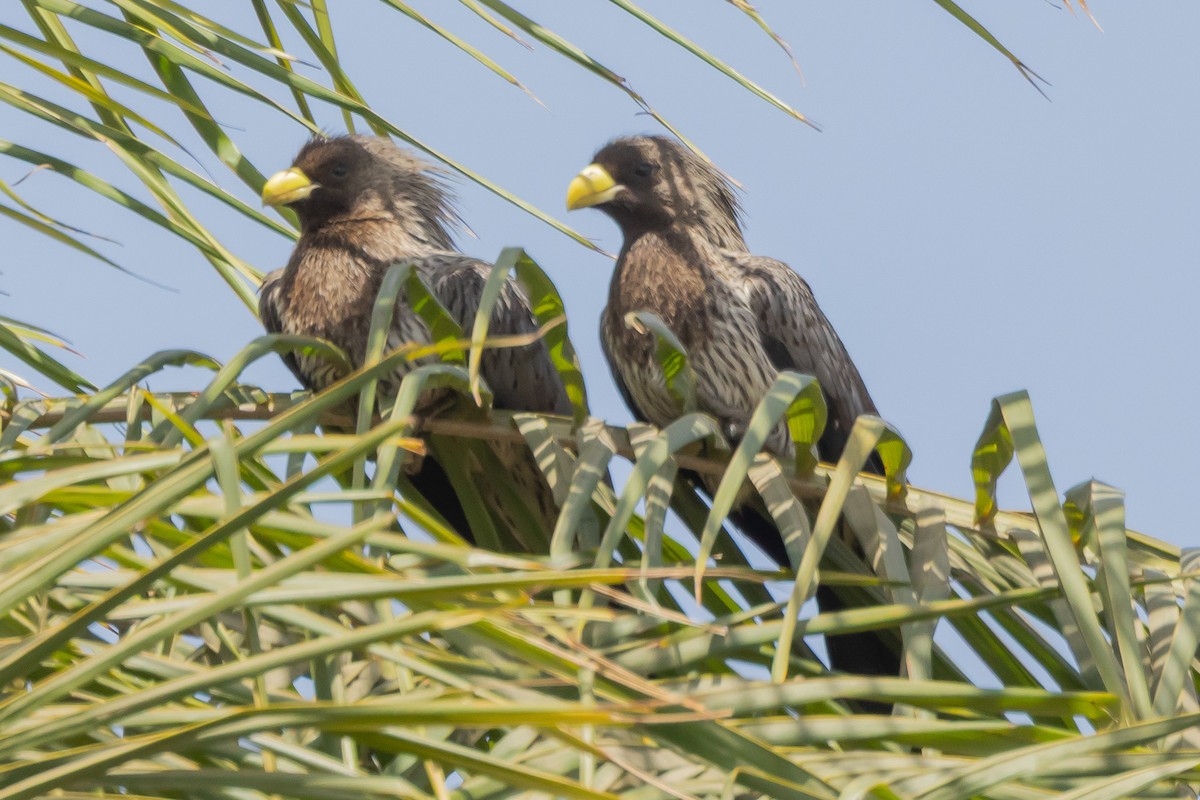 Western Plantain-eater - ML638548547