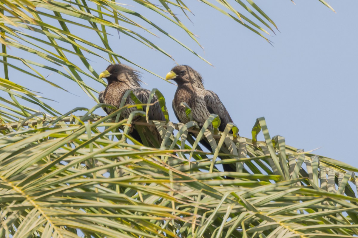 Western Plantain-eater - ML638548548