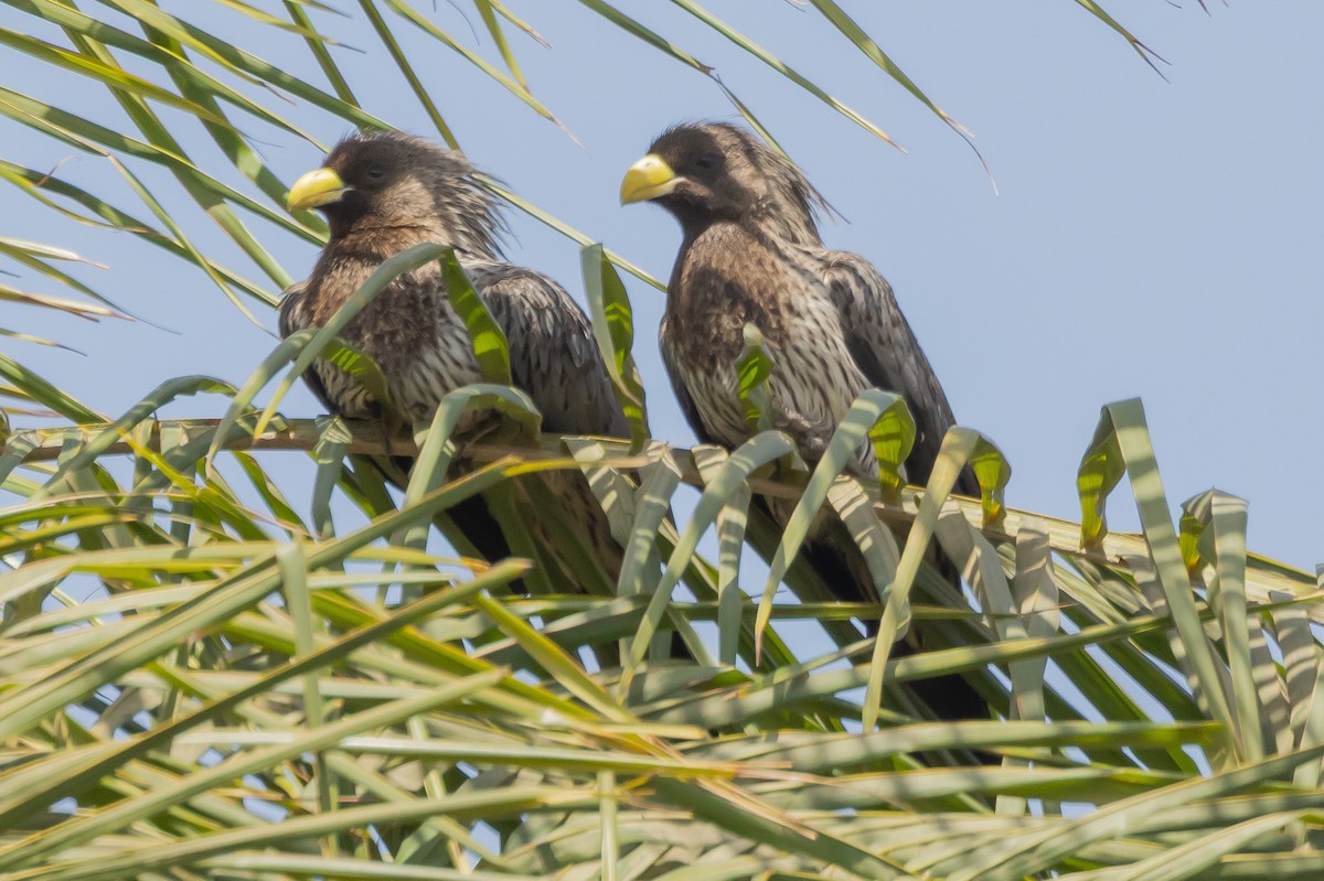 Western Plantain-eater - ML638548549