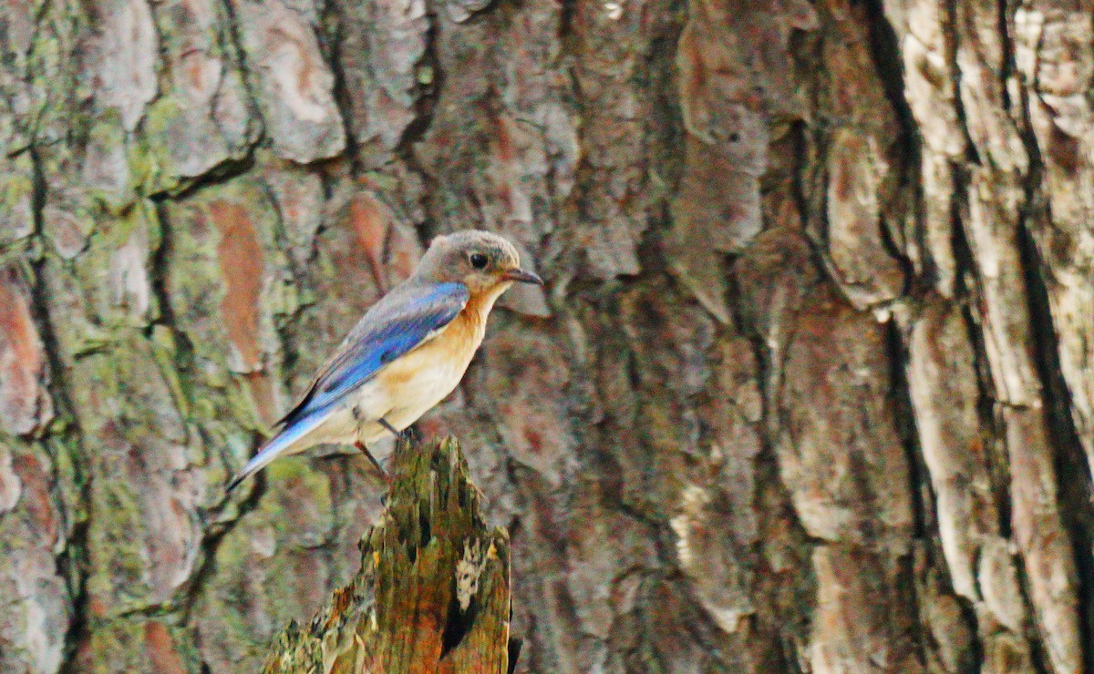 Eastern Bluebird - ML638548560