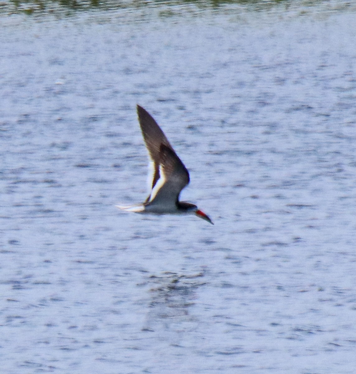 Black Skimmer - ML638548561