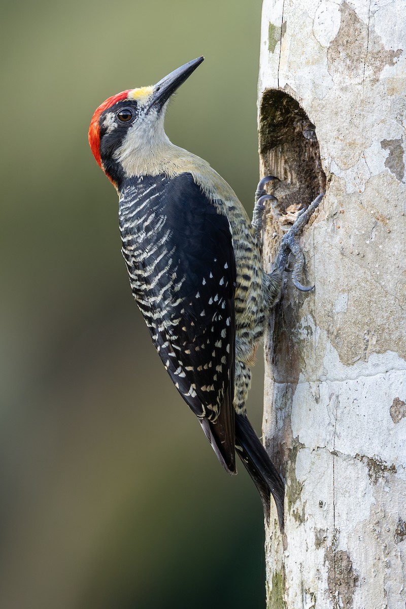 Black-cheeked Woodpecker - ML638548588