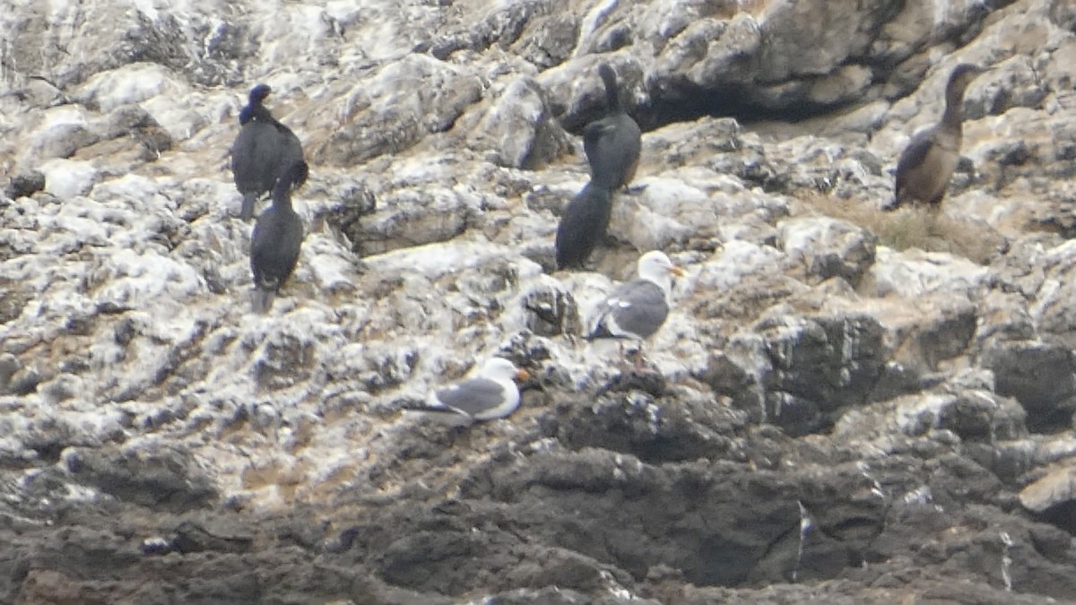 Cormoran pélagique - ML638548591