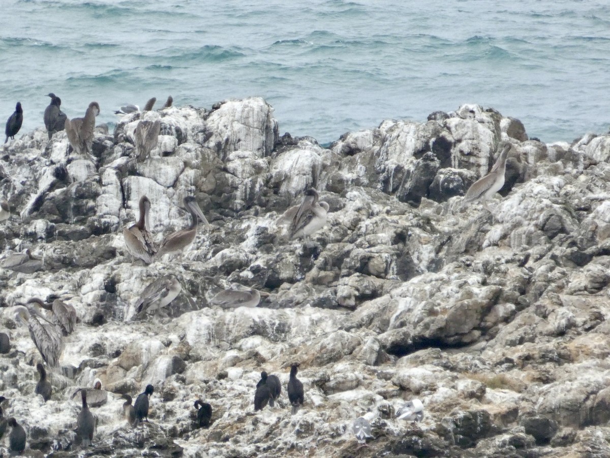 Cormoran pélagique - ML638548592