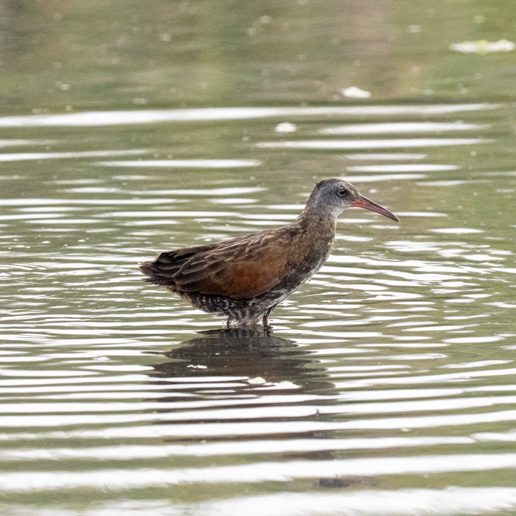 Virginia Rail - ML638548620