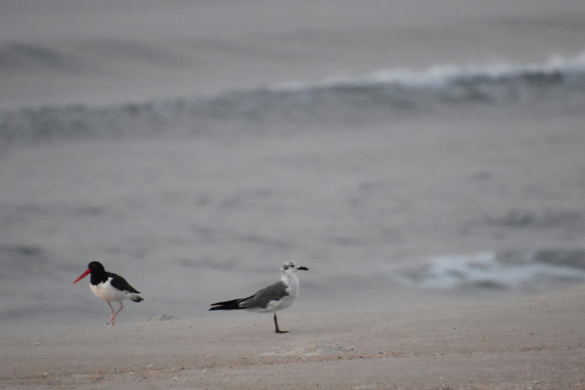 Laughing Gull - ML638548621