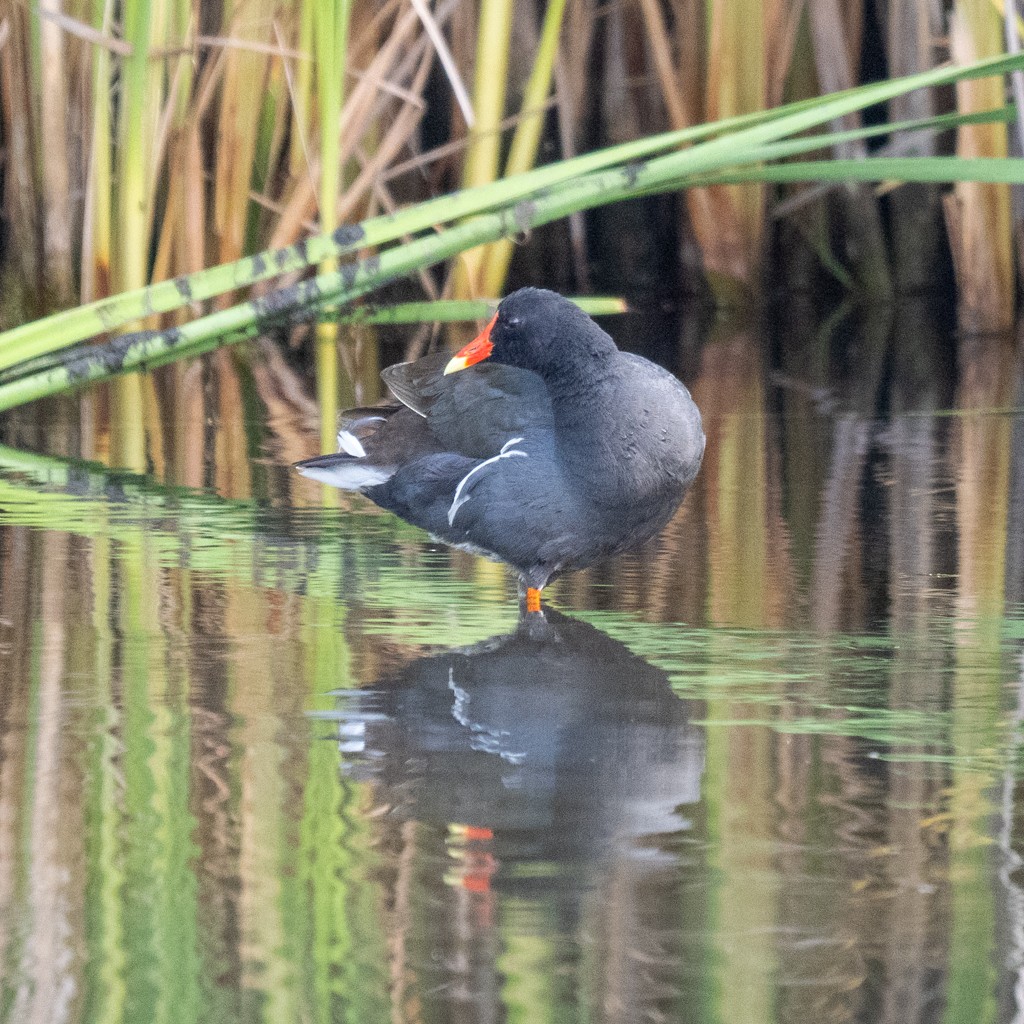 Common Gallinule - ML638548627