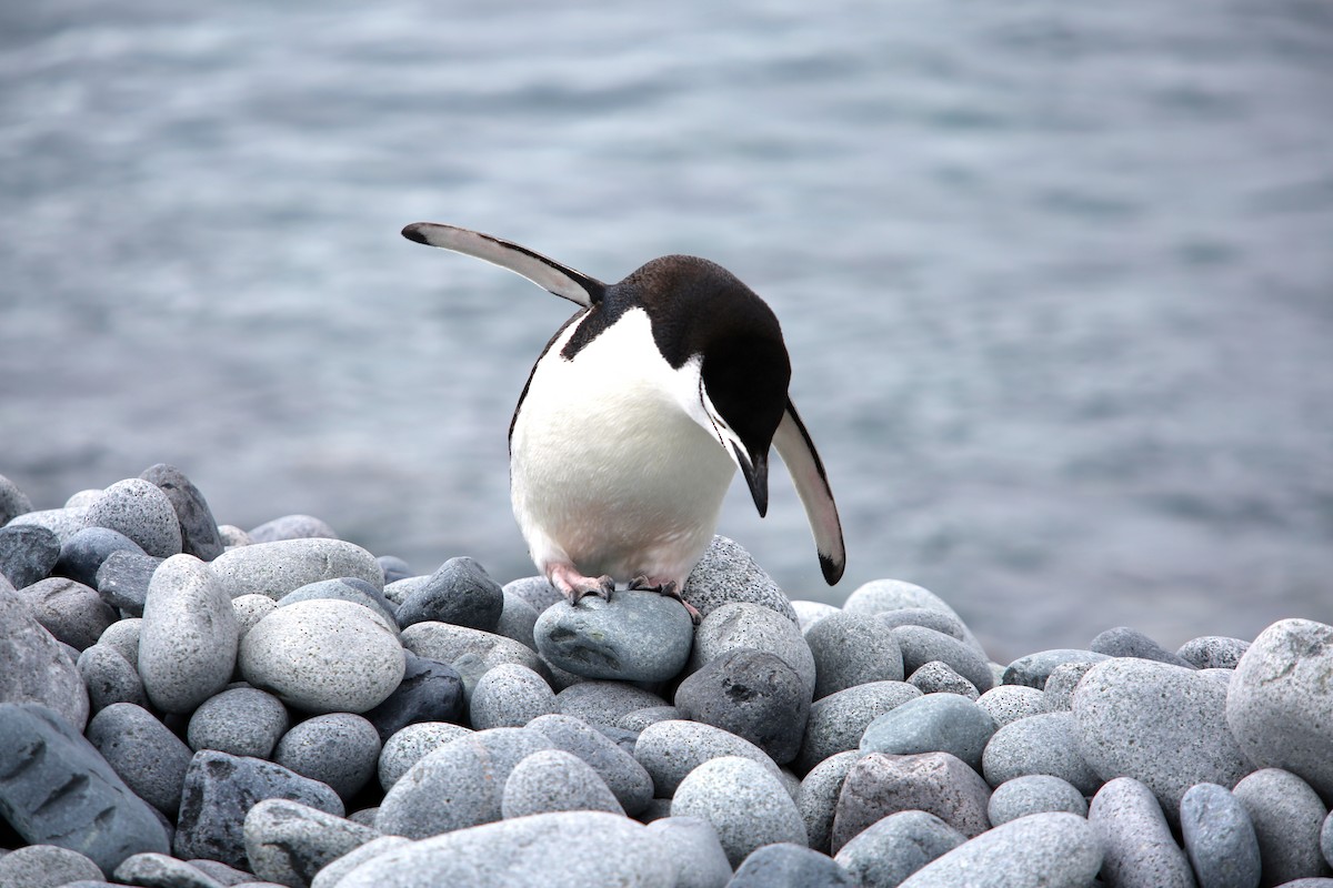 Pingüino Barbijo - ML638548634