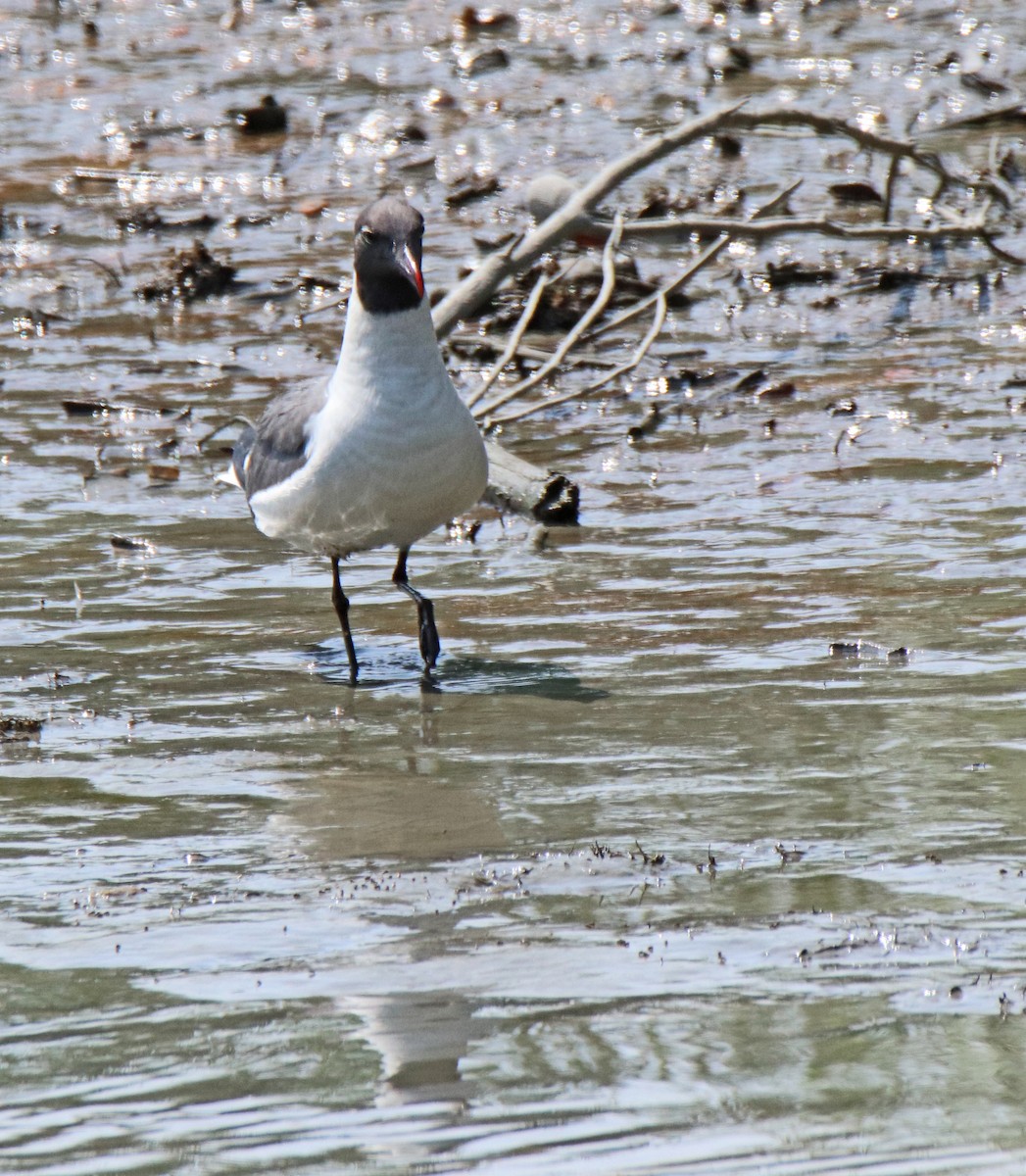 Laughing Gull - ML638548636