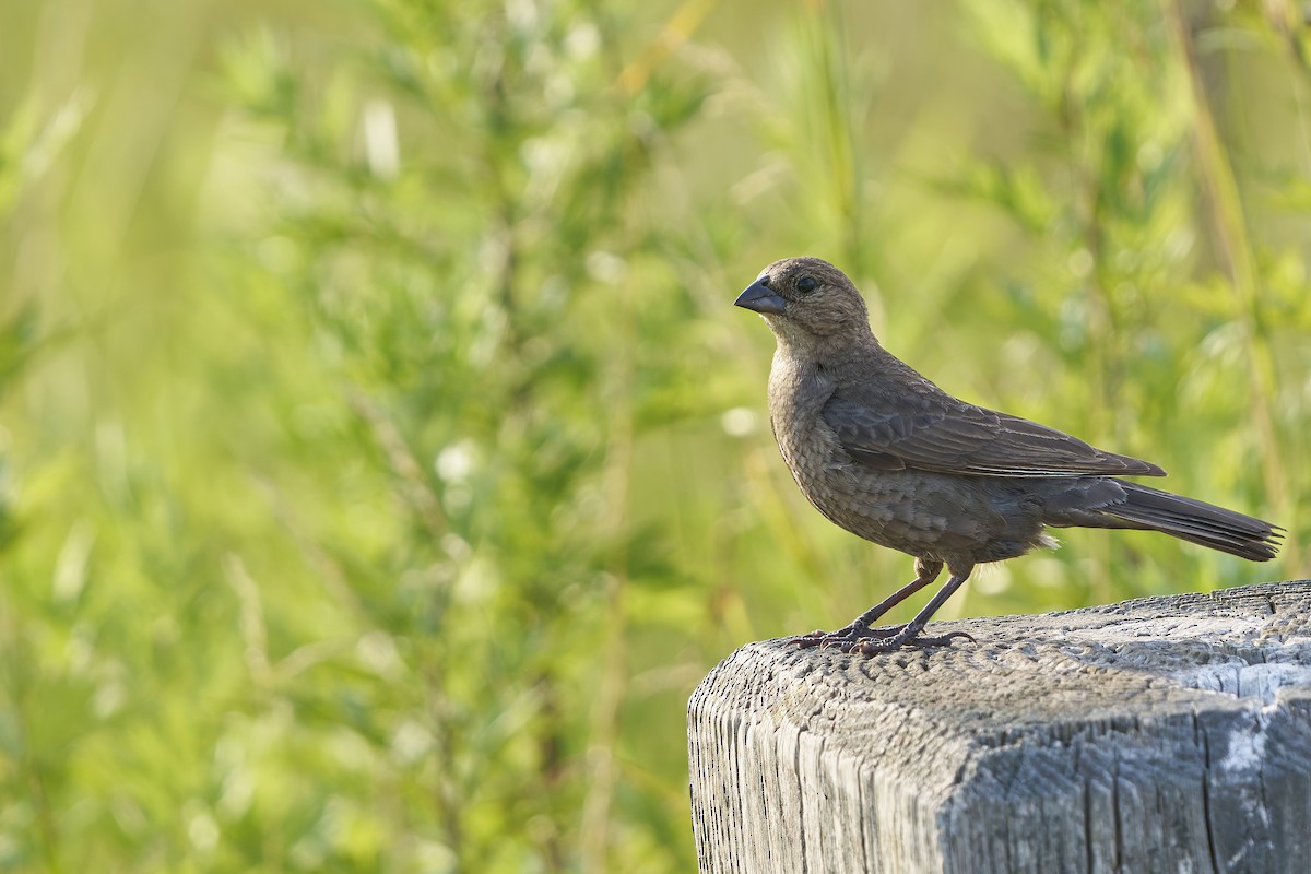 Brown-headed Cowbird - ML638548673