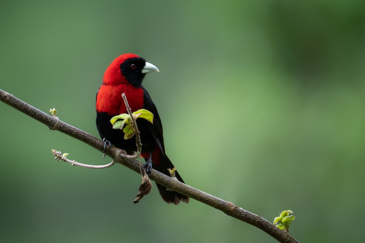 Crimson-collared Tanager - ML638548682
