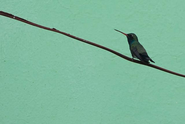 Broad-billed Hummingbird - ML638548685