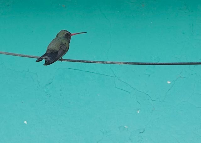 Broad-billed Hummingbird - ML638548686
