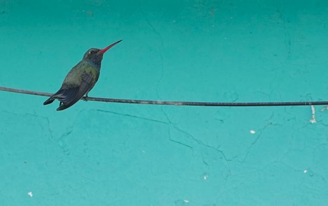 Broad-billed Hummingbird - ML638548687