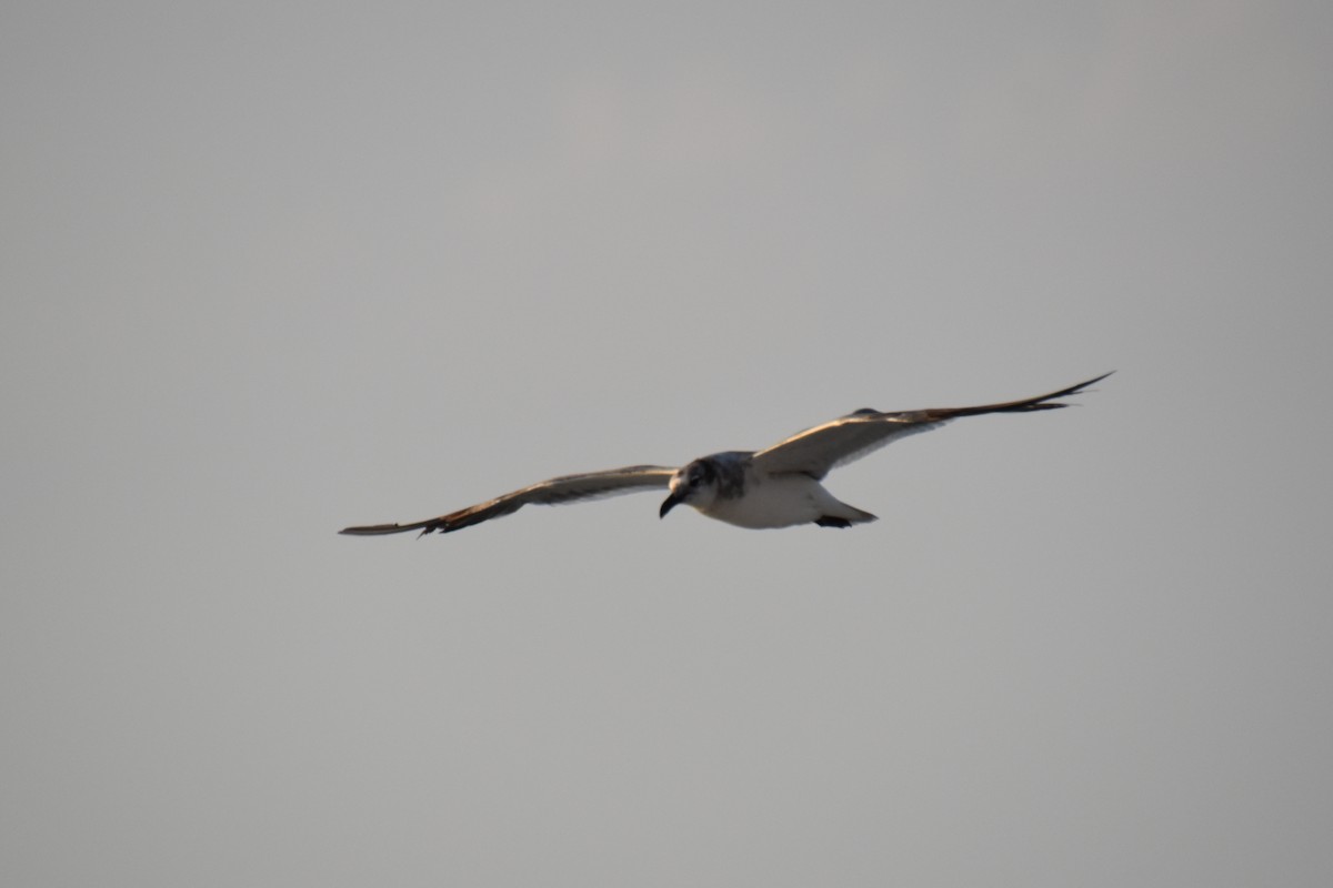 Laughing Gull - ML638548688