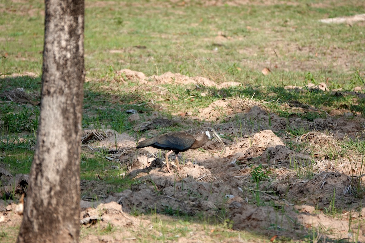 White-shouldered Ibis - ML638548693
