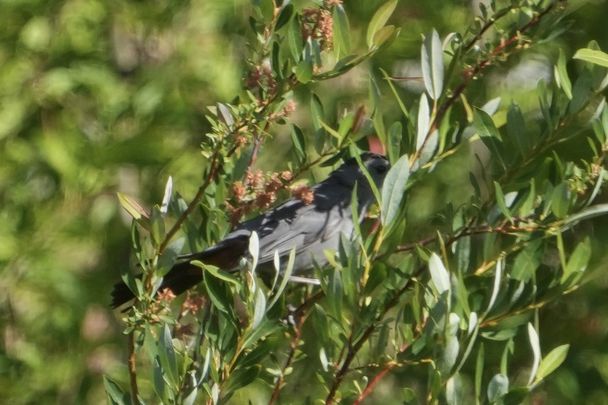 Gray Catbird - ML638548708