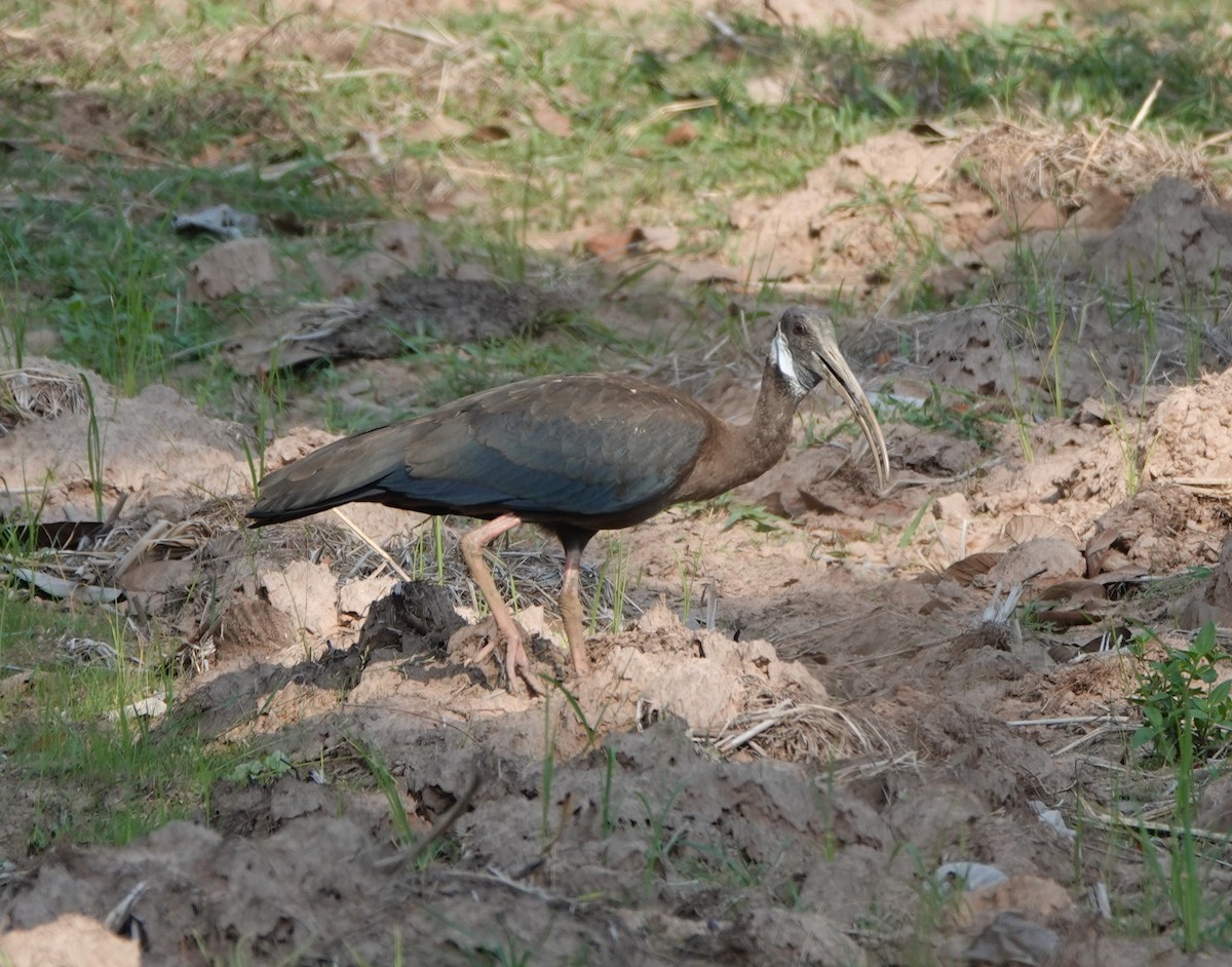 White-shouldered Ibis - ML638548726