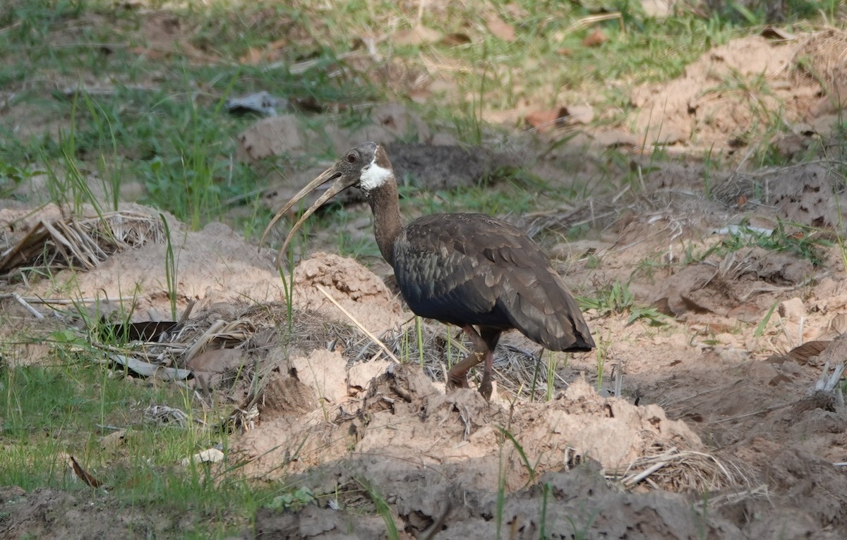 White-shouldered Ibis - ML638548764