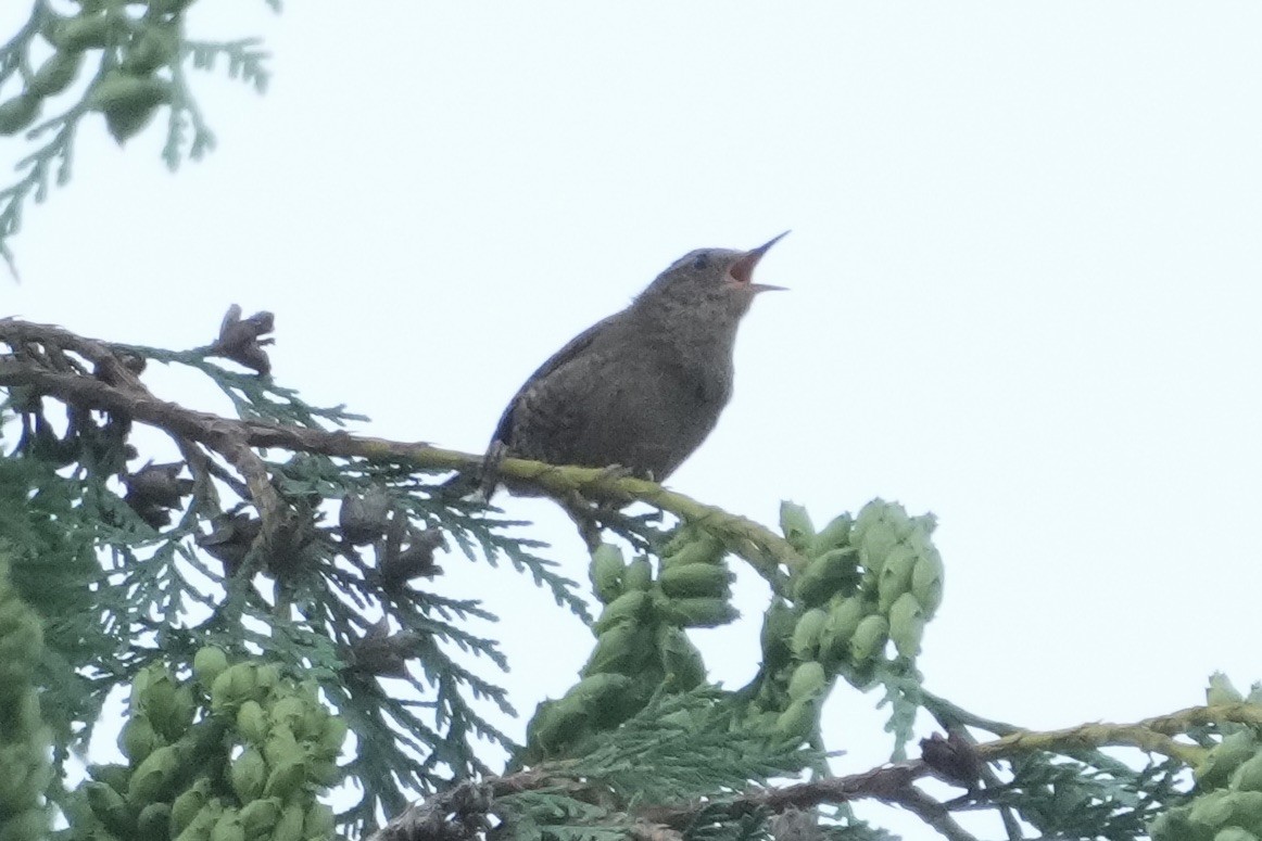 Pacific Wren - ML638548767