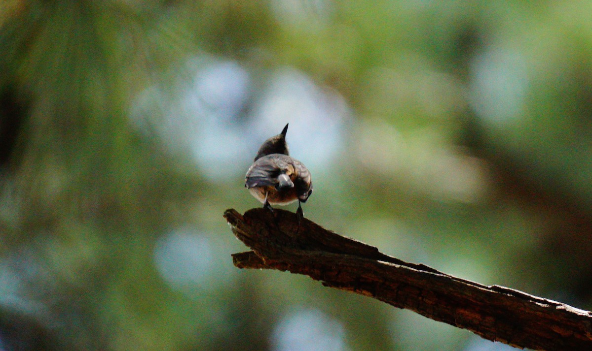 Brown-headed Nuthatch - ML638548768