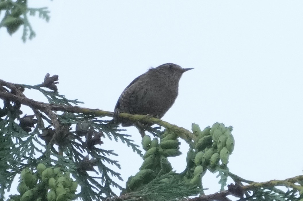 Pacific Wren - ML638548770