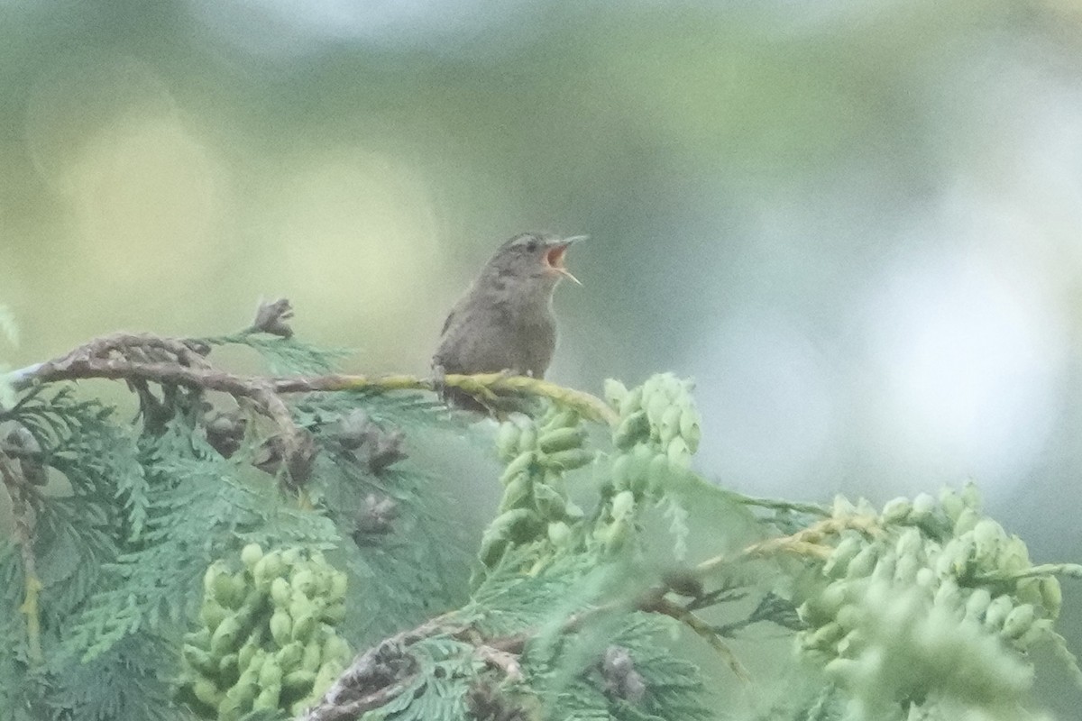 Pacific Wren - ML638548780