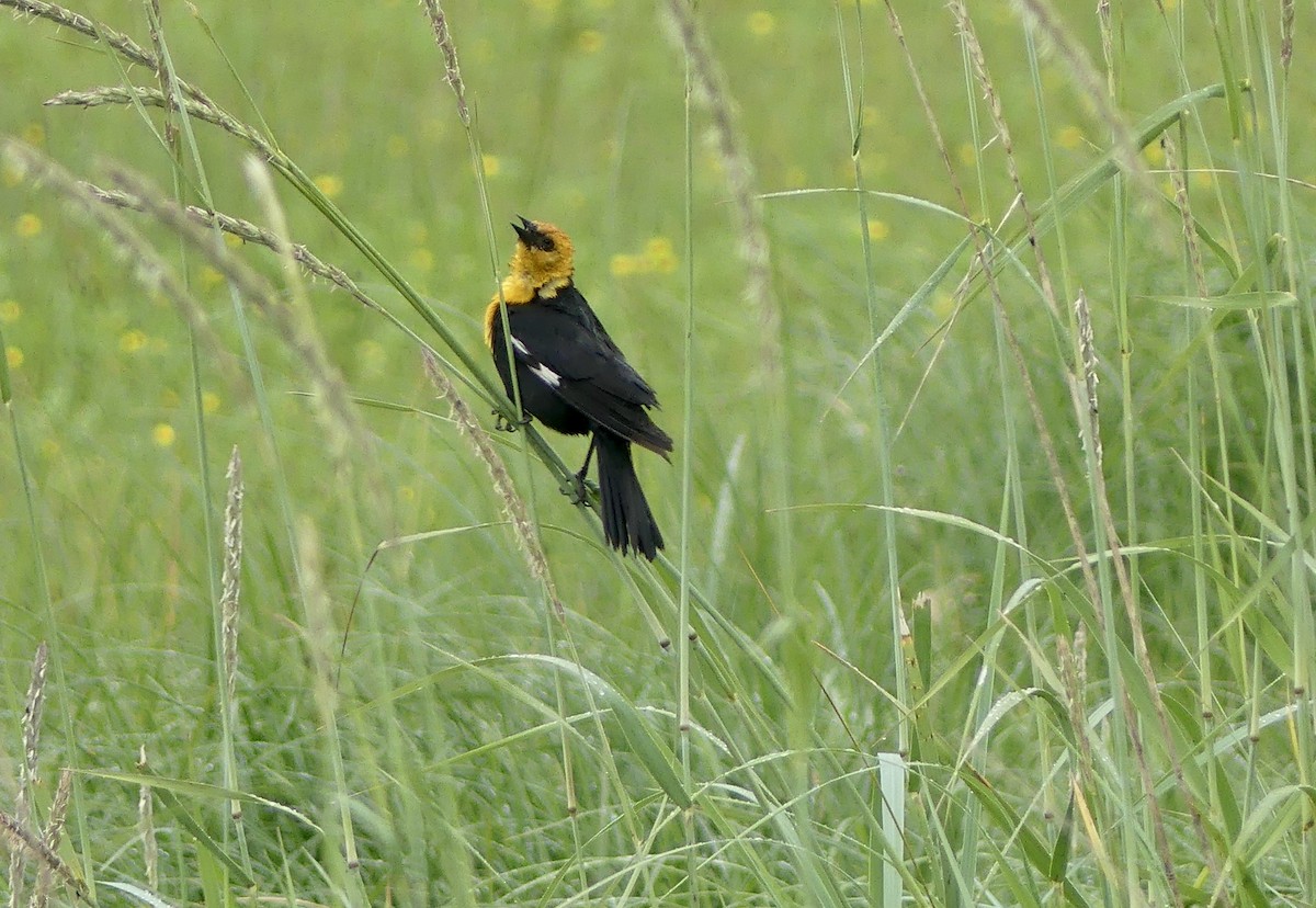 Yellow-headed Blackbird - ML638548781
