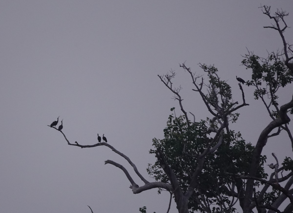 White-shouldered Ibis - ML638548786