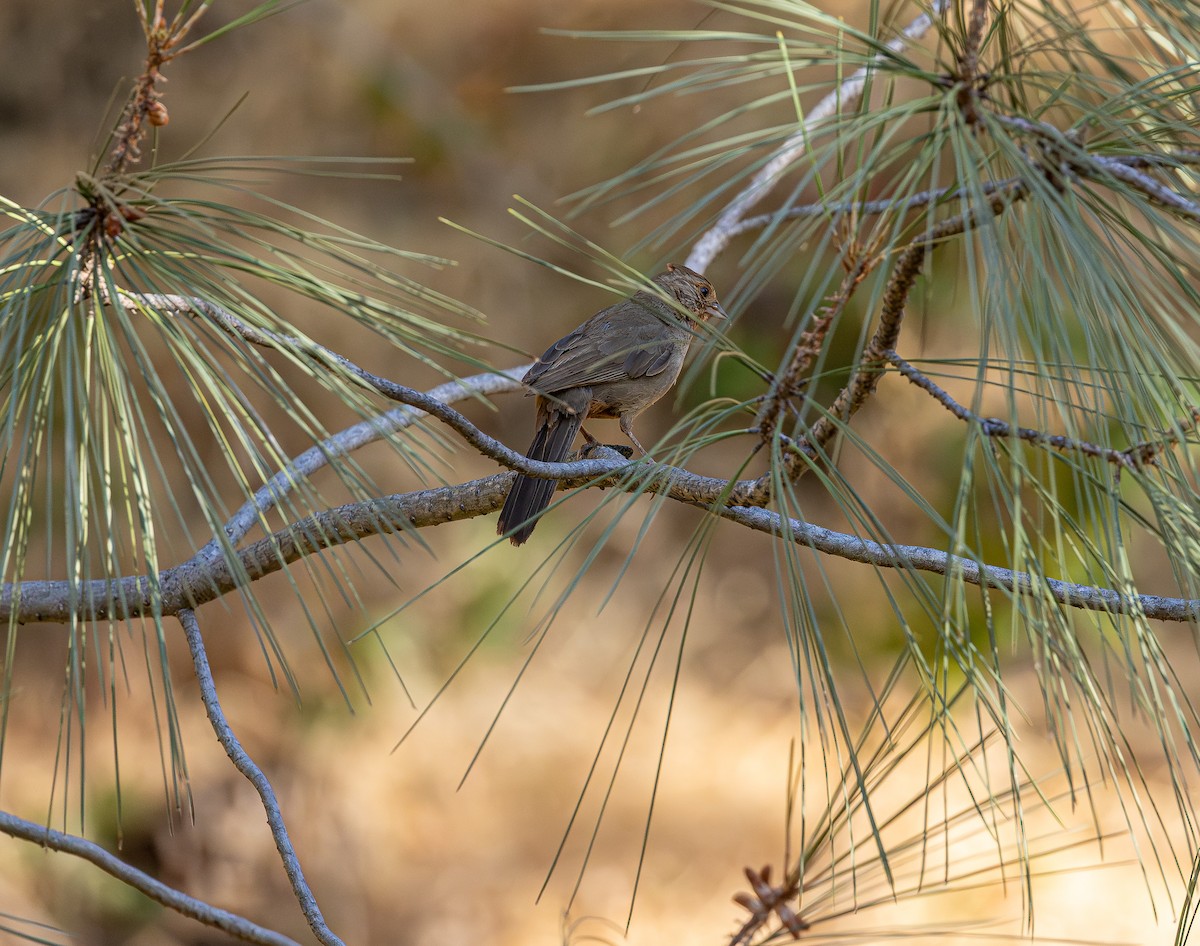 California Towhee - ML638548794