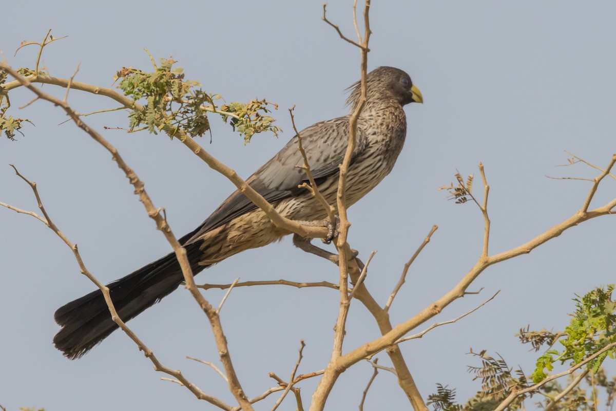 Western Plantain-eater - ML638548795