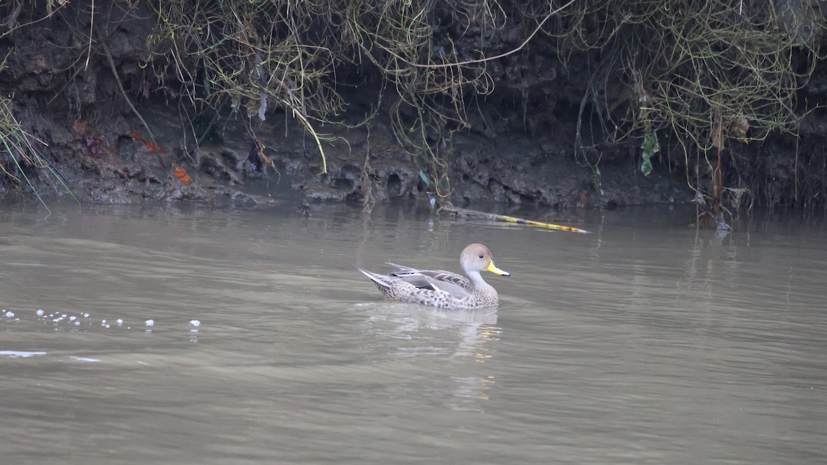Yellow-billed Pintail - ML638548807