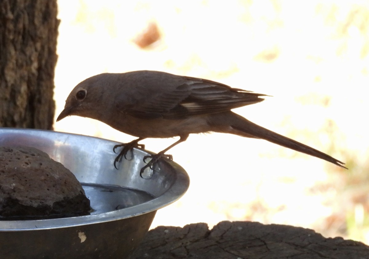 Townsend's Solitaire - ML638548813
