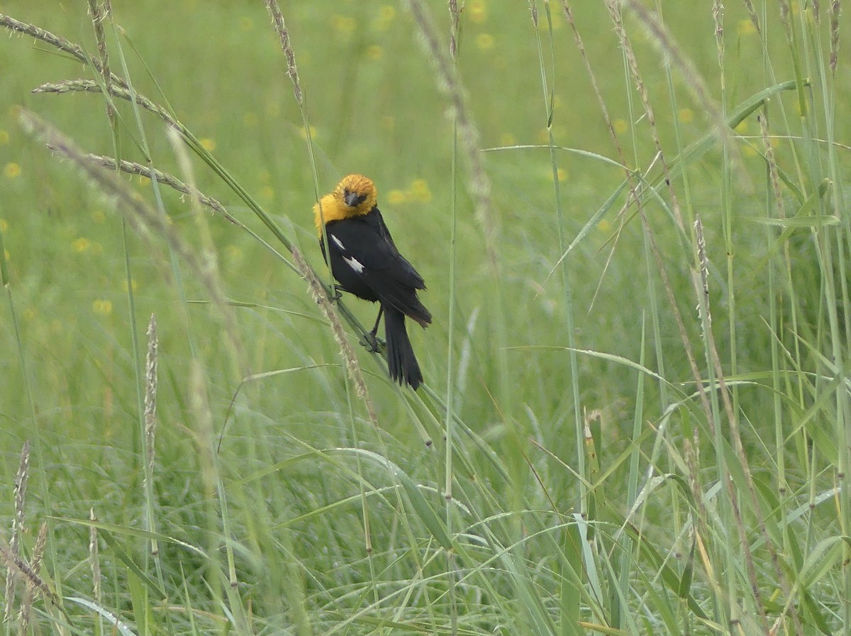 Yellow-headed Blackbird - ML638548830