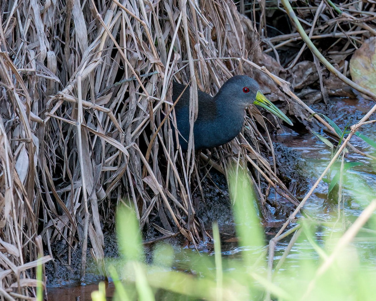 Blackish Rail - ML638548834