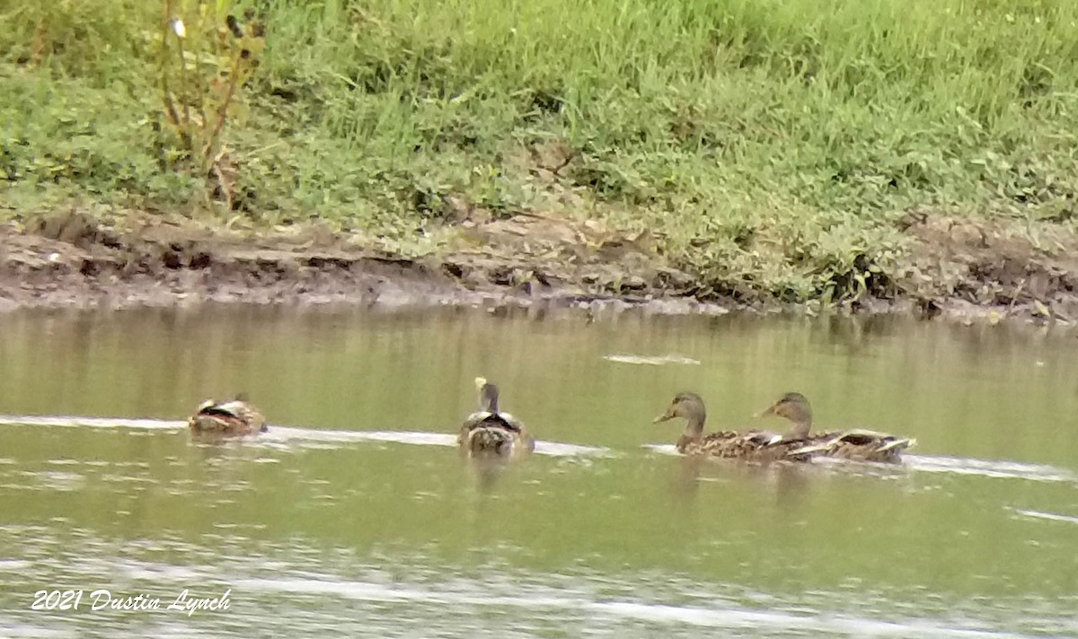 Mallard - ML638548835