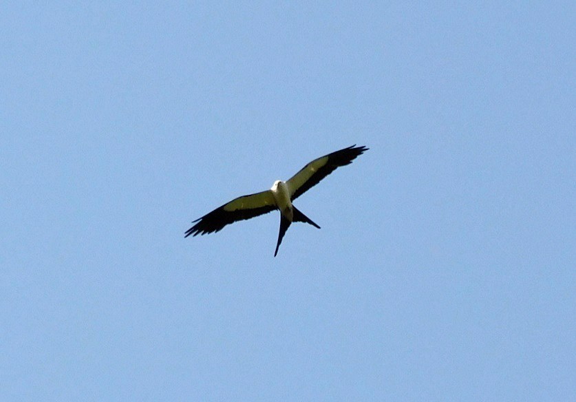 Swallow-tailed Kite - ML638548841