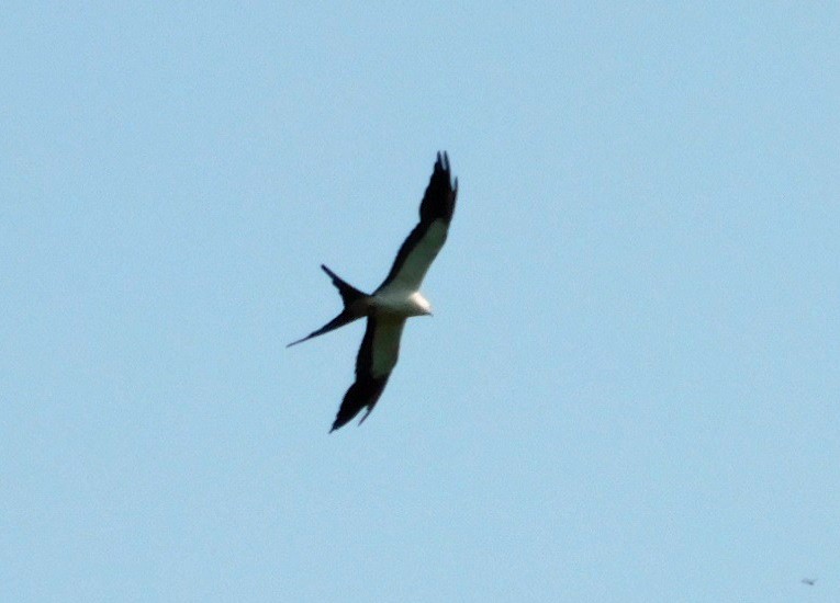 Swallow-tailed Kite - ML638548842