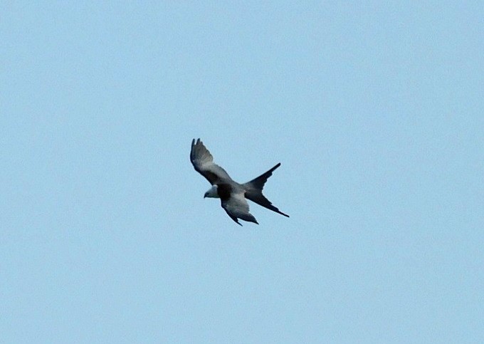 Swallow-tailed Kite - ML638548844