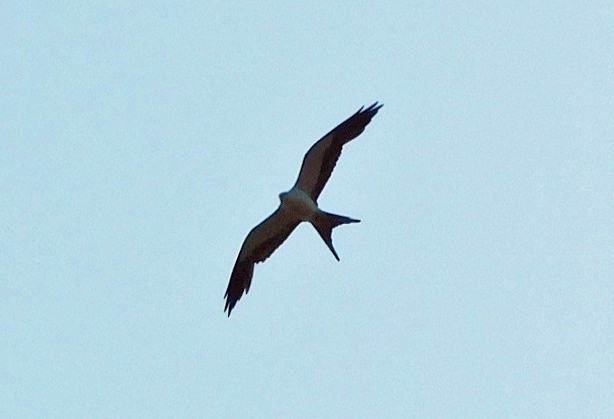 Swallow-tailed Kite - ML638548845